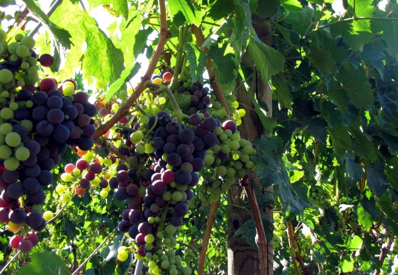 Agrotourismus in Copertino - Tenuta Annibale – Weingut Salento. v810