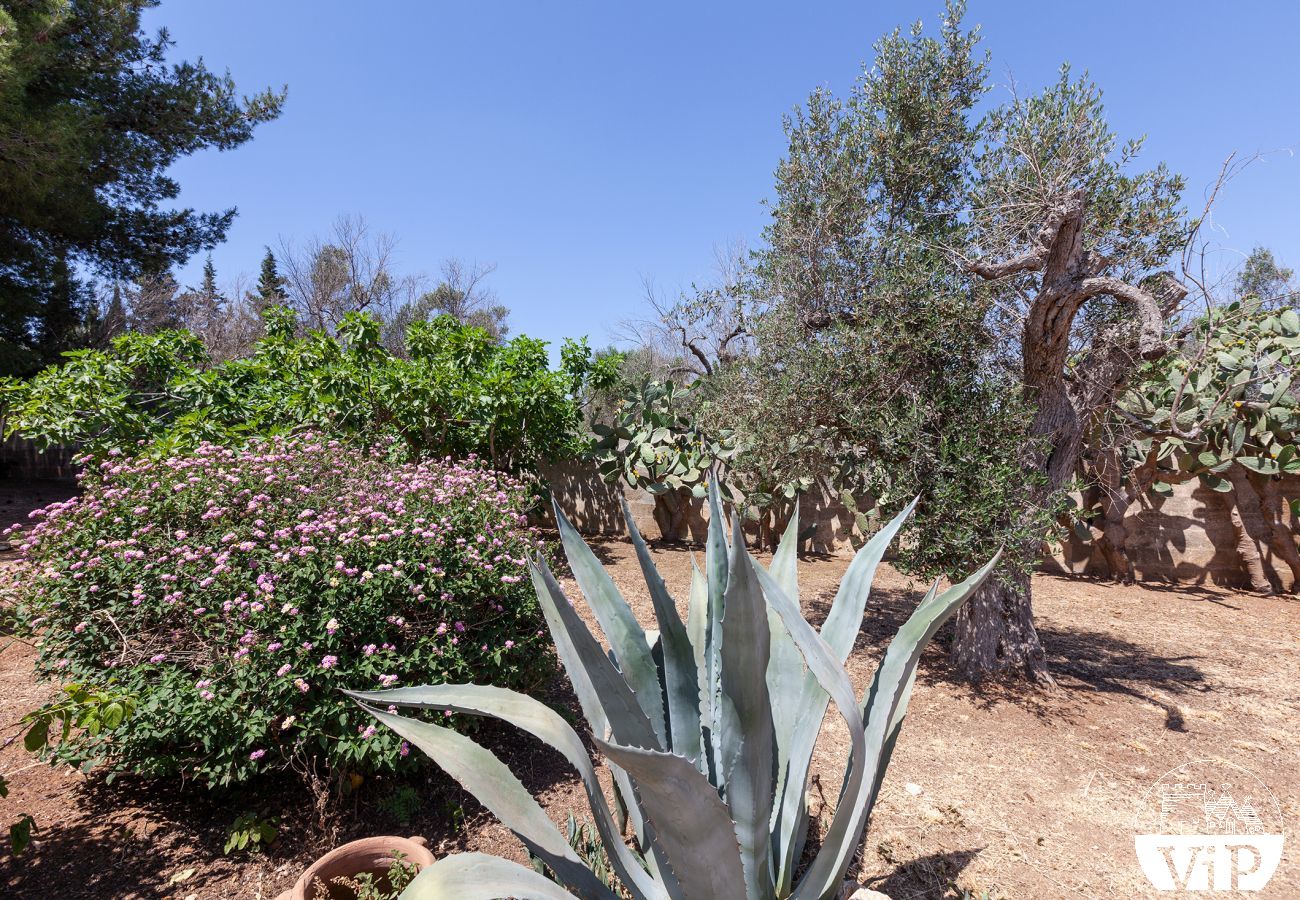 Villa à Collemeto - Villa avec piscine, 5 chambres, 3 salles de bains, barbecue, lave-linge, connexion WiFi, climatisation m565