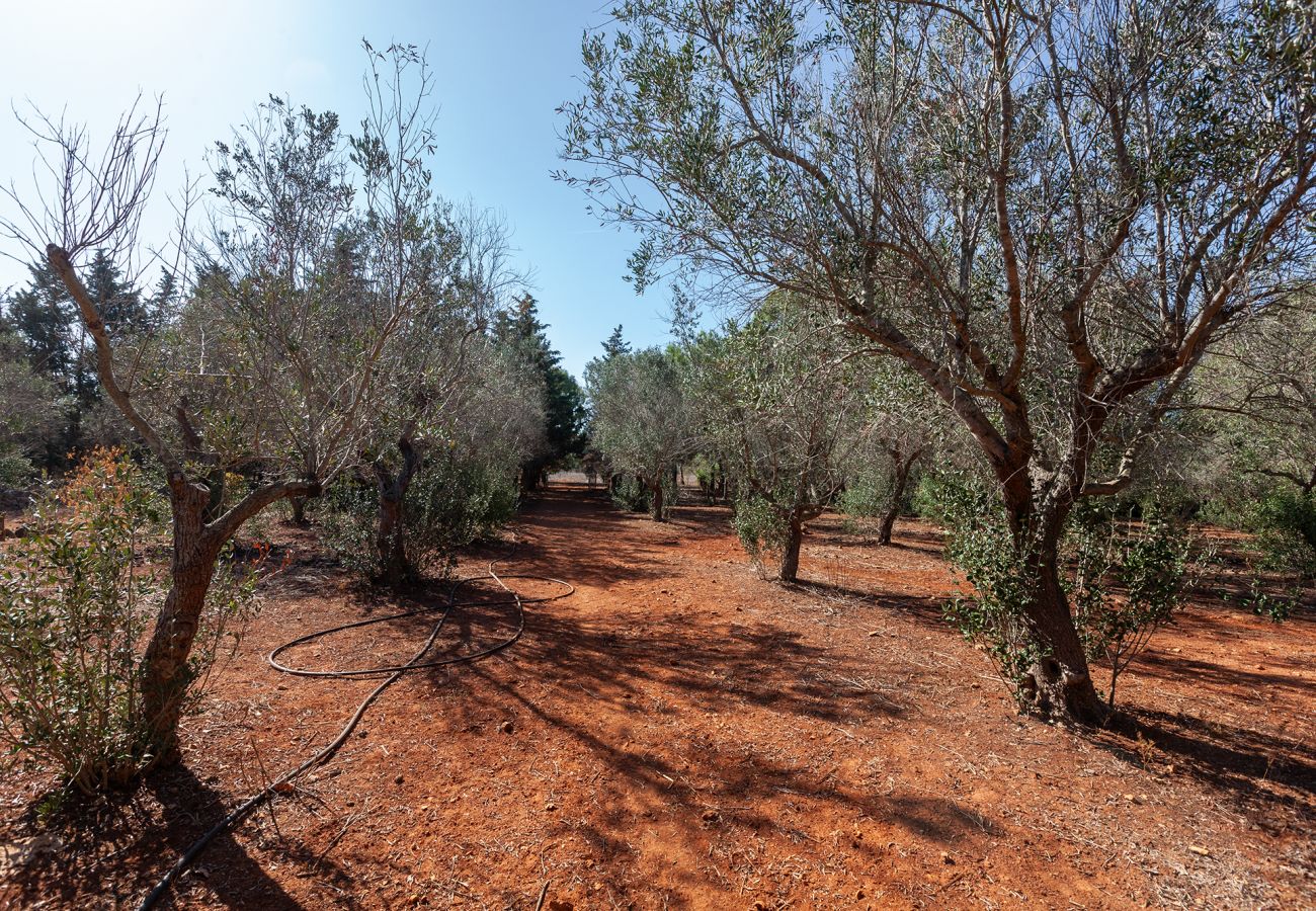 villa à Acquarica del Capo - Masseria de rêve dans les Pouilles 2 hectares v770