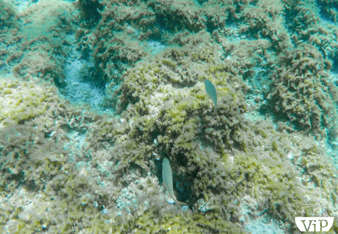 Appartamento a Carpignano Salentino - Appartamento uso piscina e campo calcetto per soggiorni in Puglia m401