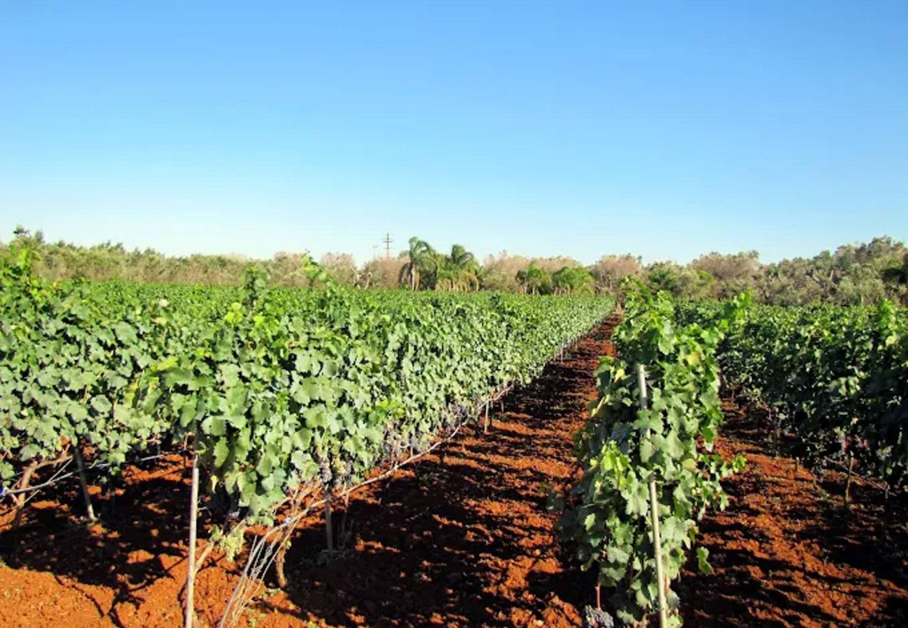 Agriturismo a Copertino - Tenuta Annibale–azienda vitivinicola Salento. v810