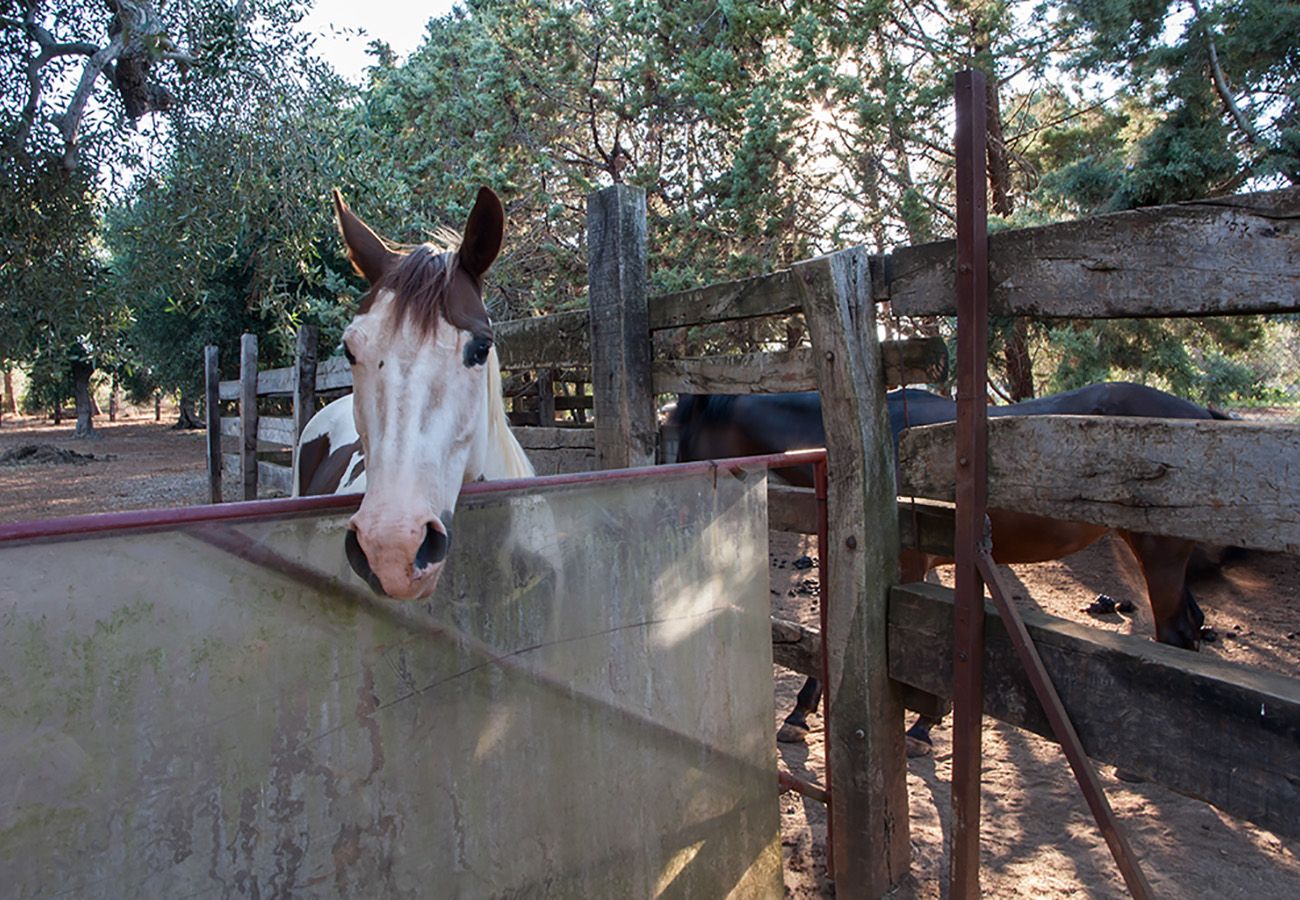 Villa/Dettached house in Tuglie - Villa with private pool and horse riding stables near Gallipoli v140